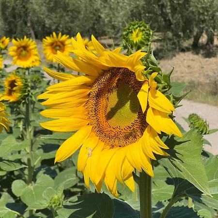 Podere Vista 别墅 皮亚诺堡
